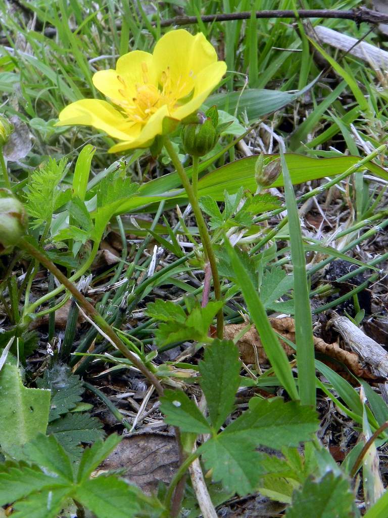 Potentilla reptans